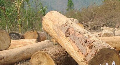 Hình ảnh cho tin tức Gỗ pơ mu là gì? Gỗ pơ mu thuộc nhóm mấy?