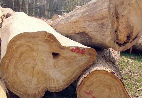 Hình ảnh cho tin tức Làm thế nào để phân biệt gỗ pơ mu thật giả?